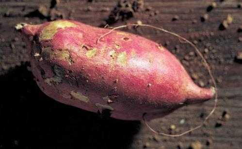 吃土瓜有害处吗,吃土瓜的潜在危害与注意事项