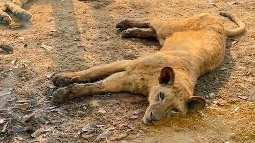 哪个动物水土不服挖瓜吃,兔子为何偏爱挖瓜吃