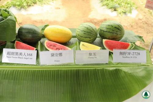 3146吃瓜贴,一场网络热议背后的真相