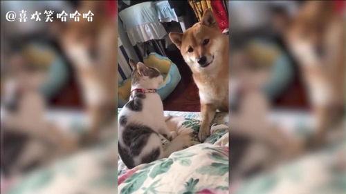 猫猫吃瓜震惊原视频,表情包瞬间走红网络！