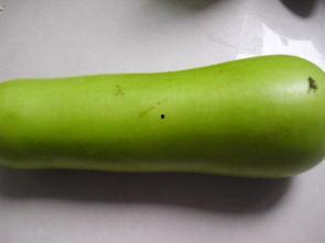 葫芦瓜败血吗怎么吃,健康养生的美味选择