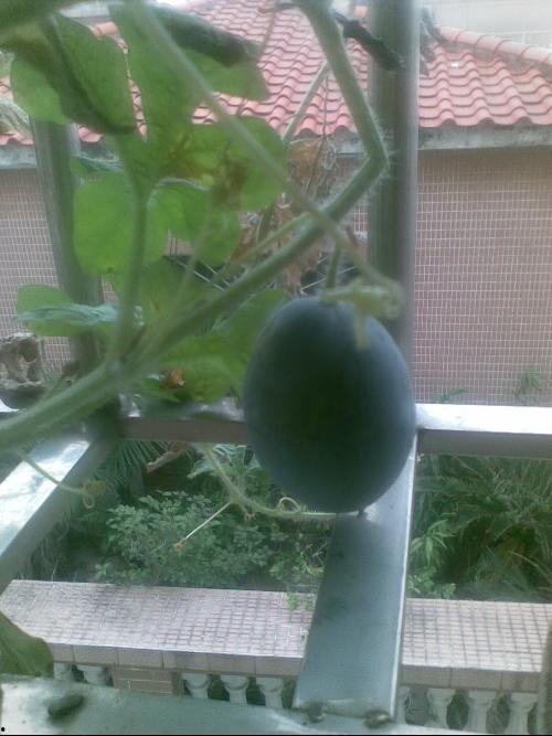 吵架阳台吃瓜,邻里纷争背后的邻里情谊