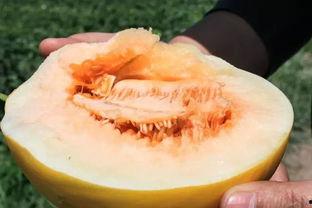 黑蜜瓜煮熟吃,解锁夏日健康美味新体验