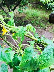 瓜叶子被虫吃,揭秘瓜叶被虫侵蚀的奥秘