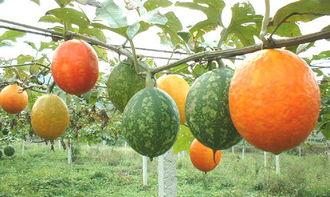 福建吊瓜怎么吃,解锁夏日清新美味