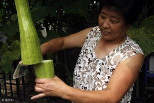 会长吃瓜可信吗,揭秘网络传闻的可信度