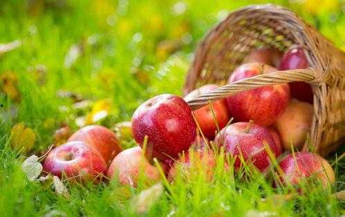 苹果怎么下载吃瓜,体验吃瓜乐趣无限