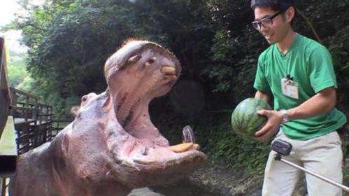 河马吃瓜照片,夏日野趣尽收眼底