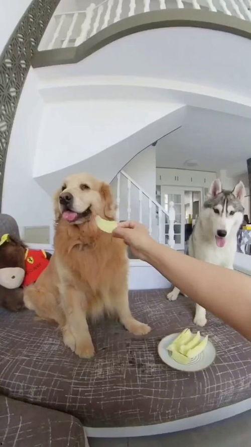 狗喜欢吃瓜,揭秘狗狗对瓜果的偏爱之谜