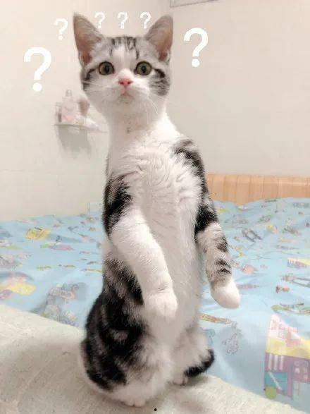 吃瓜大猫咪,揭秘娱乐圈的幕后故事