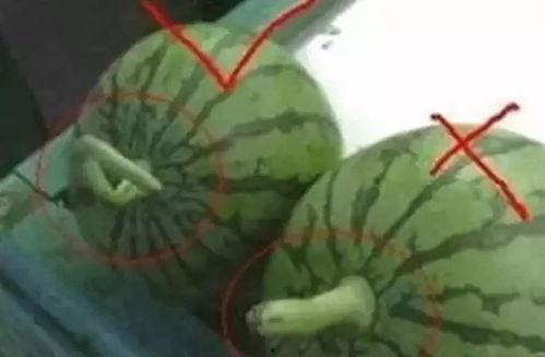 摘瓜吃瓜配乐叫什么名字,旋律悠扬——探寻经典配乐摘瓜曲背后的故事