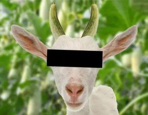 羊如何吃瓜,田园牧歌中的趣味瞬间